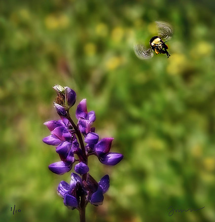 Buzzzz