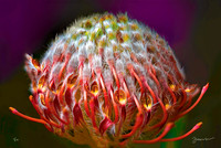 Leucospermum ‘Vanessa’