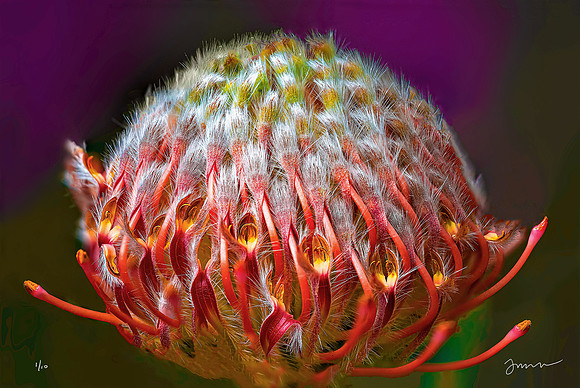 Leucospermum ‘Vanessa’