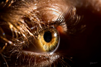 Introspection