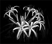 Spider Lilys
