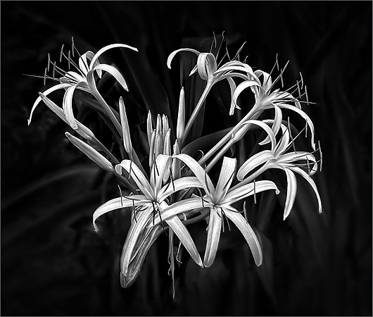 Spider Lilys