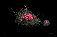 Potato Nest