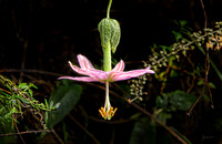 Banana Poka Passiflora mollissima