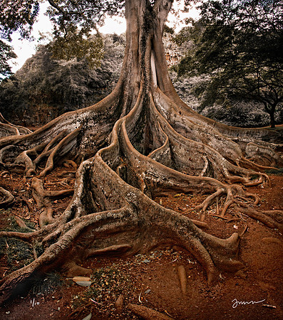 Mana