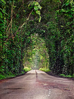 Tree Tunnel, Maluhia Road,  Kaua'i