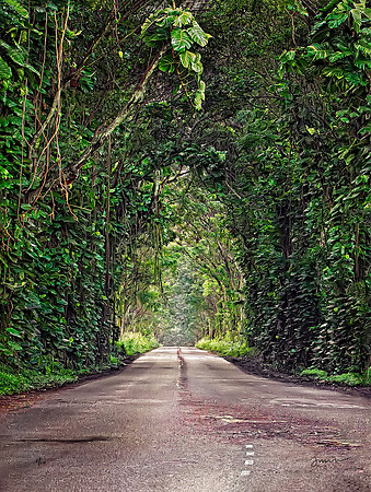 Tree Tunnel, Maluhia Road,  Kaua'i