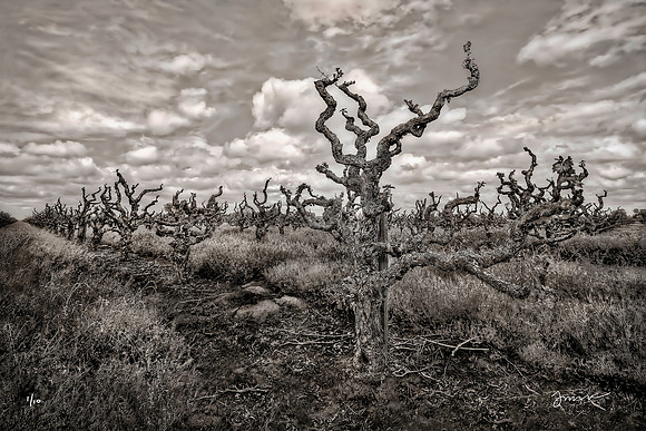 The 127 Year Old Cinsault Vines