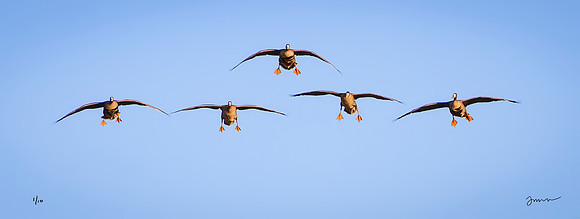 Flaps Down