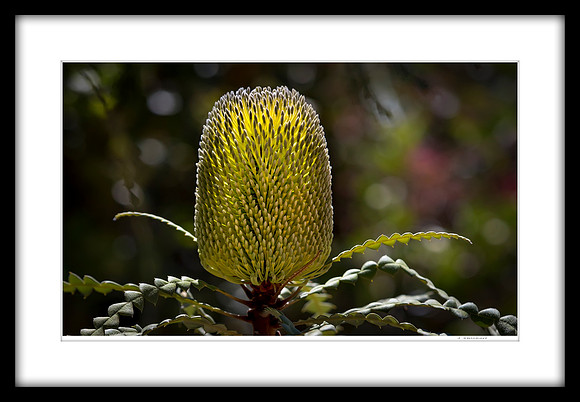 Cone of Light