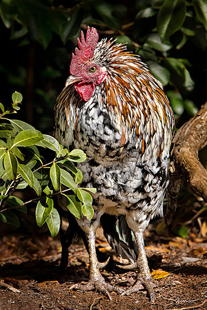 Mua, Kauai Red Jungle Fowl, Koke'e