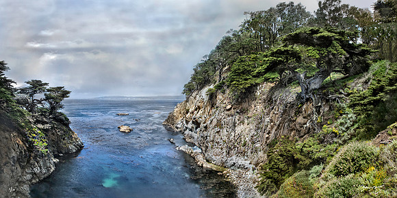Lone Cypress