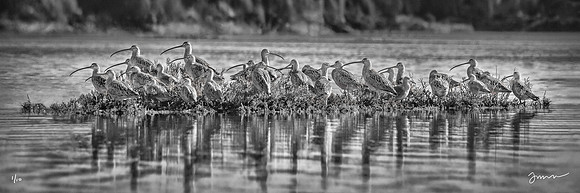 Curlew Island