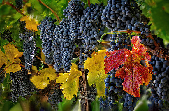 Merlot "The Little Blackbird"