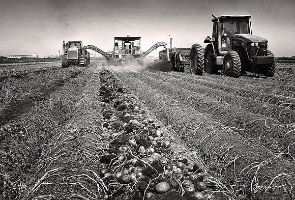 San Joaquin Delta Peat and Potatoes