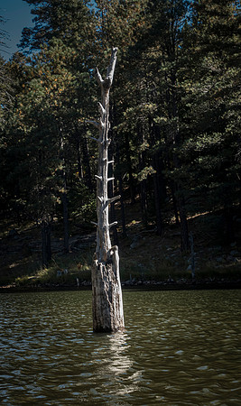 _DSC0098
