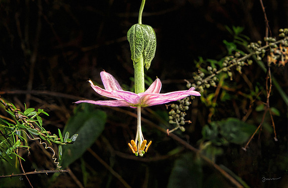 Banana Poka Passiflora mollissima