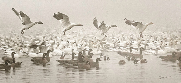30,000 Geese on a Foggy Morning