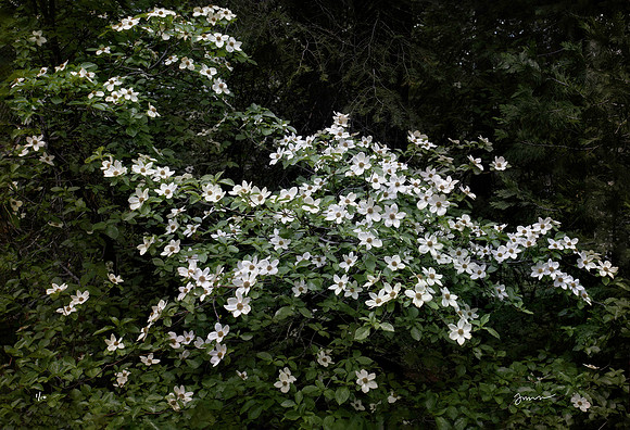 Dogwoods at French Meadows Lake, CA