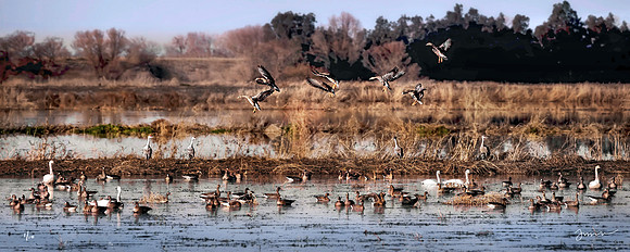 The Four Sandhills said, 'There Goes the Neighborhood'