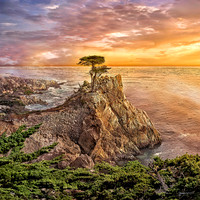 The Lone Cypress, 17 Mile Drive, Monterey Bay
