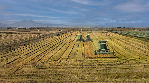 Last Rice to Harvest