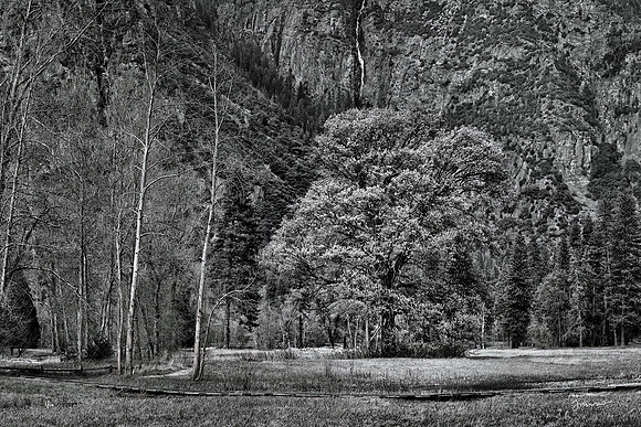 Oak in Middle Earth, aka Cooks Meadow